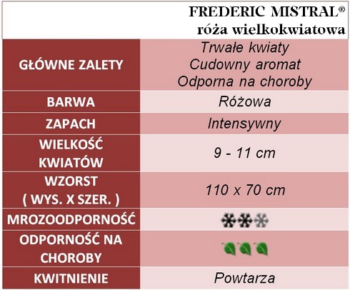 Frederic Mistral róże wielkokwiatowe